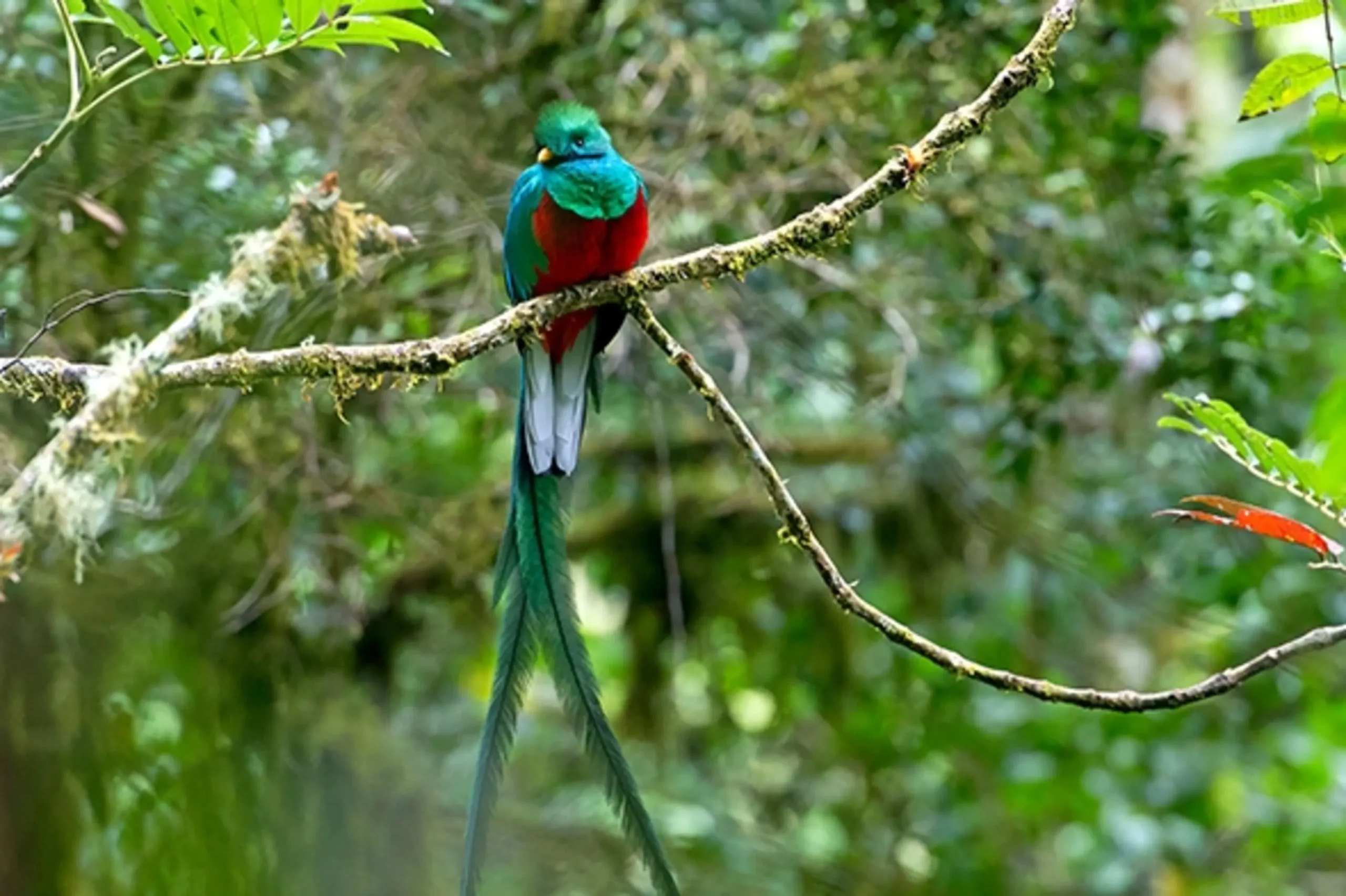 Resplendent quetzal bird diamond painting