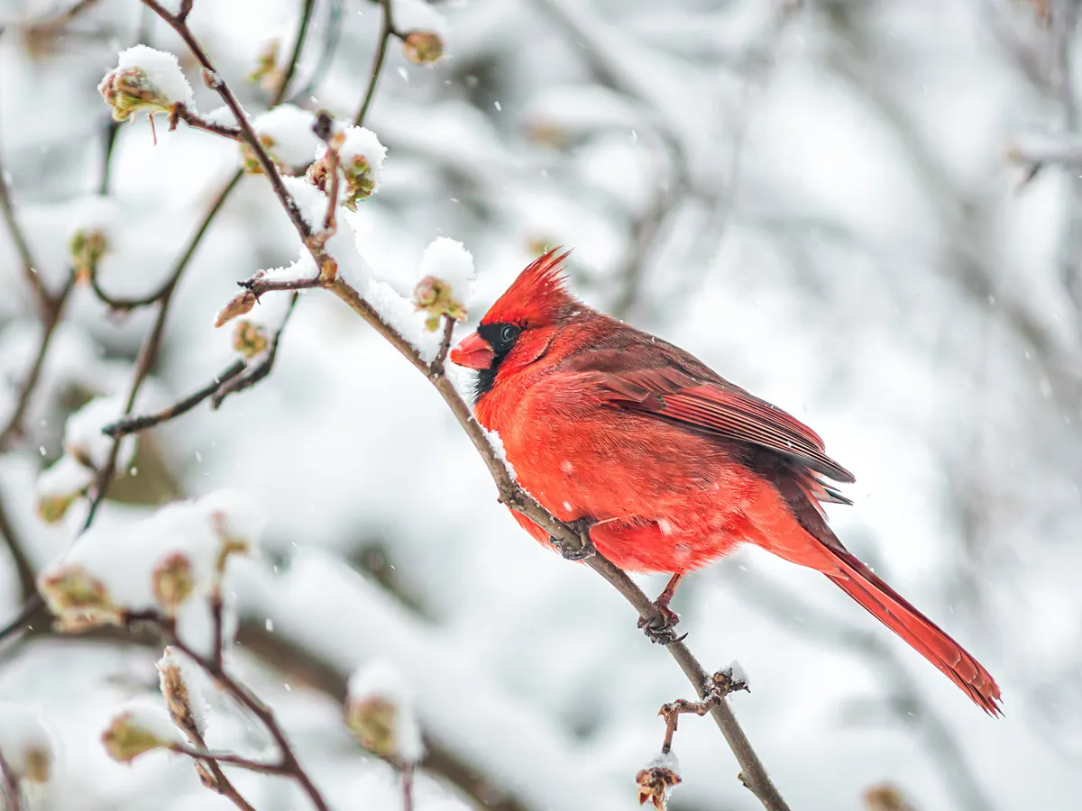 Cardinal in snow diamond painting