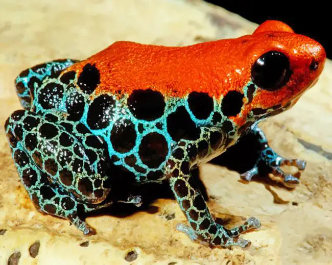 Reticulated poison frog diamond painting