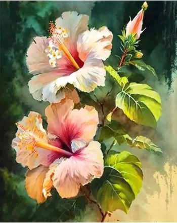 Pink hibiscus flower