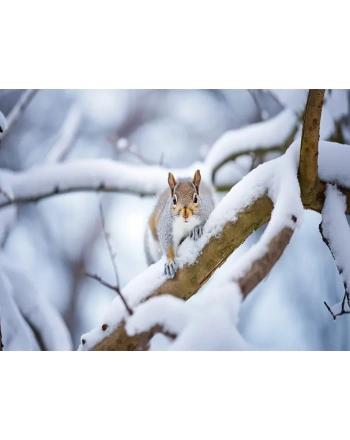 View of wild rodent