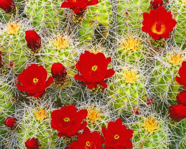 Cactus red flowers diamond painting