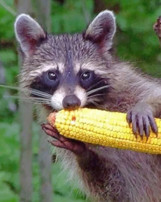 Raccoon eating corn diamond painting
