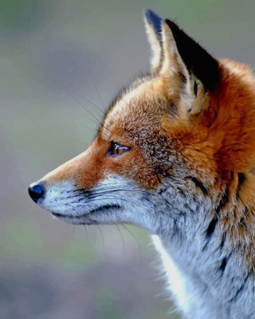Red fox face diamond painting