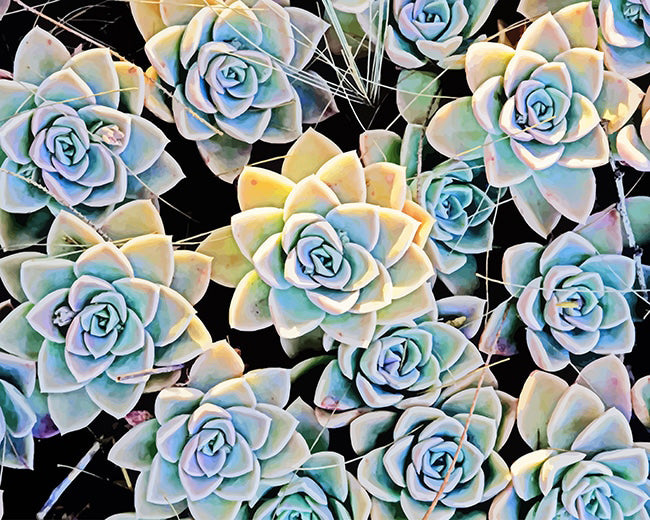 Diamond Painting