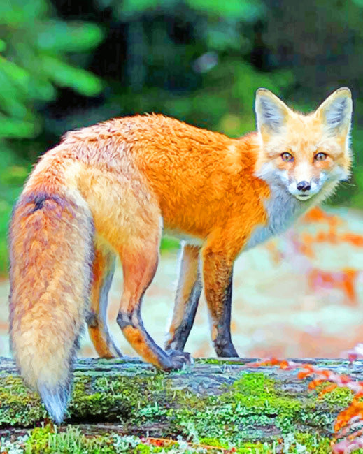 Red fox in the woods diamond painting