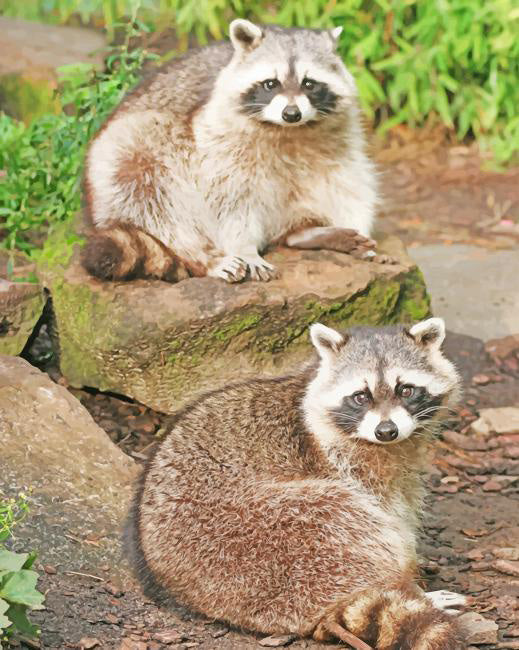 Raccoons in zoo diamond painting