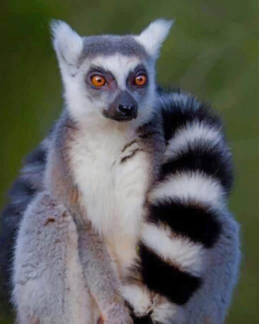 Ring tailed lemur animal diamond painting