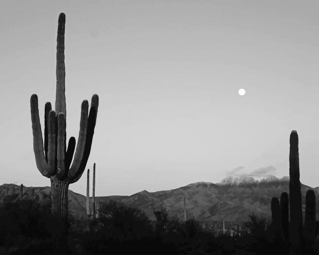 Cactus moon black and white diamond painting