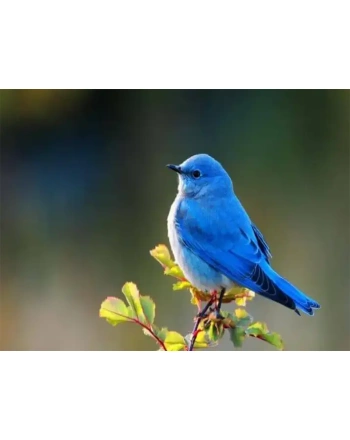 Blubird