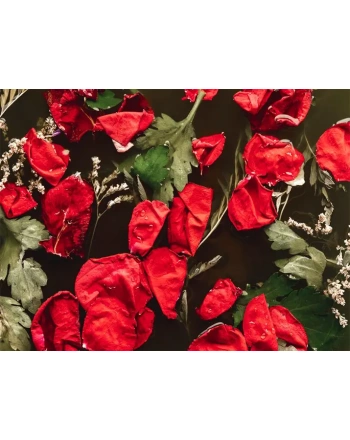Bright red petals in black water