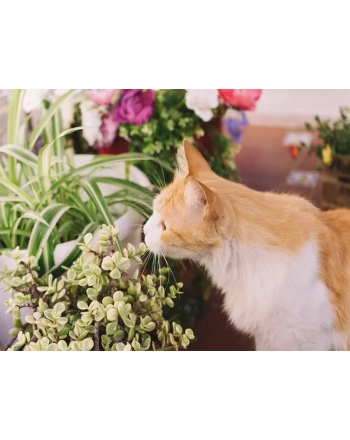 Cat smelling plant