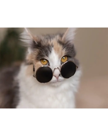 Close up portrait on beautiful cat