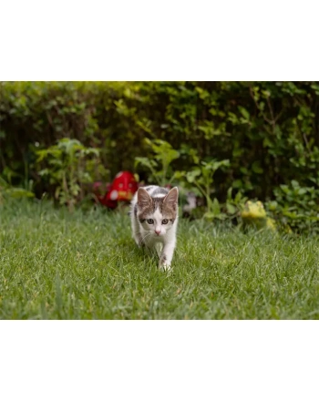Cute cat spending time outdoors