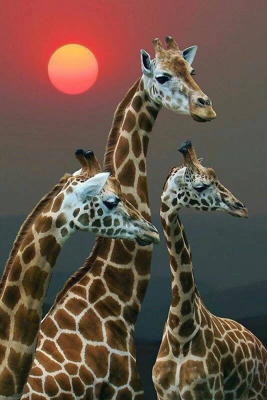 Diamond Painting