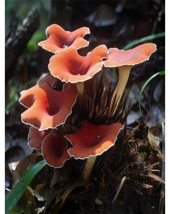 Mushrooms growing in forest
