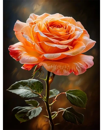 Orange Rose