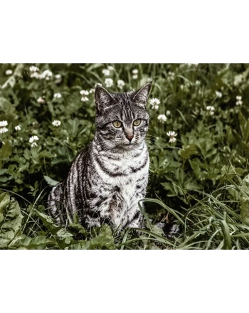 Silver Cat on Green Grasses