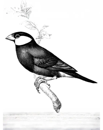 Vintage illustrations of Sparrow